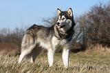 ALASKAN MALAMUTE 792